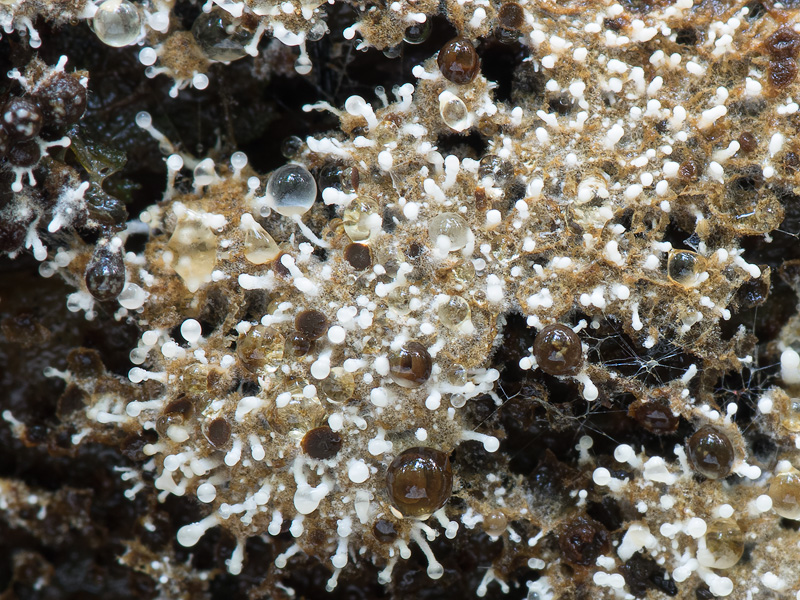 Polycephalomyces tomentosus